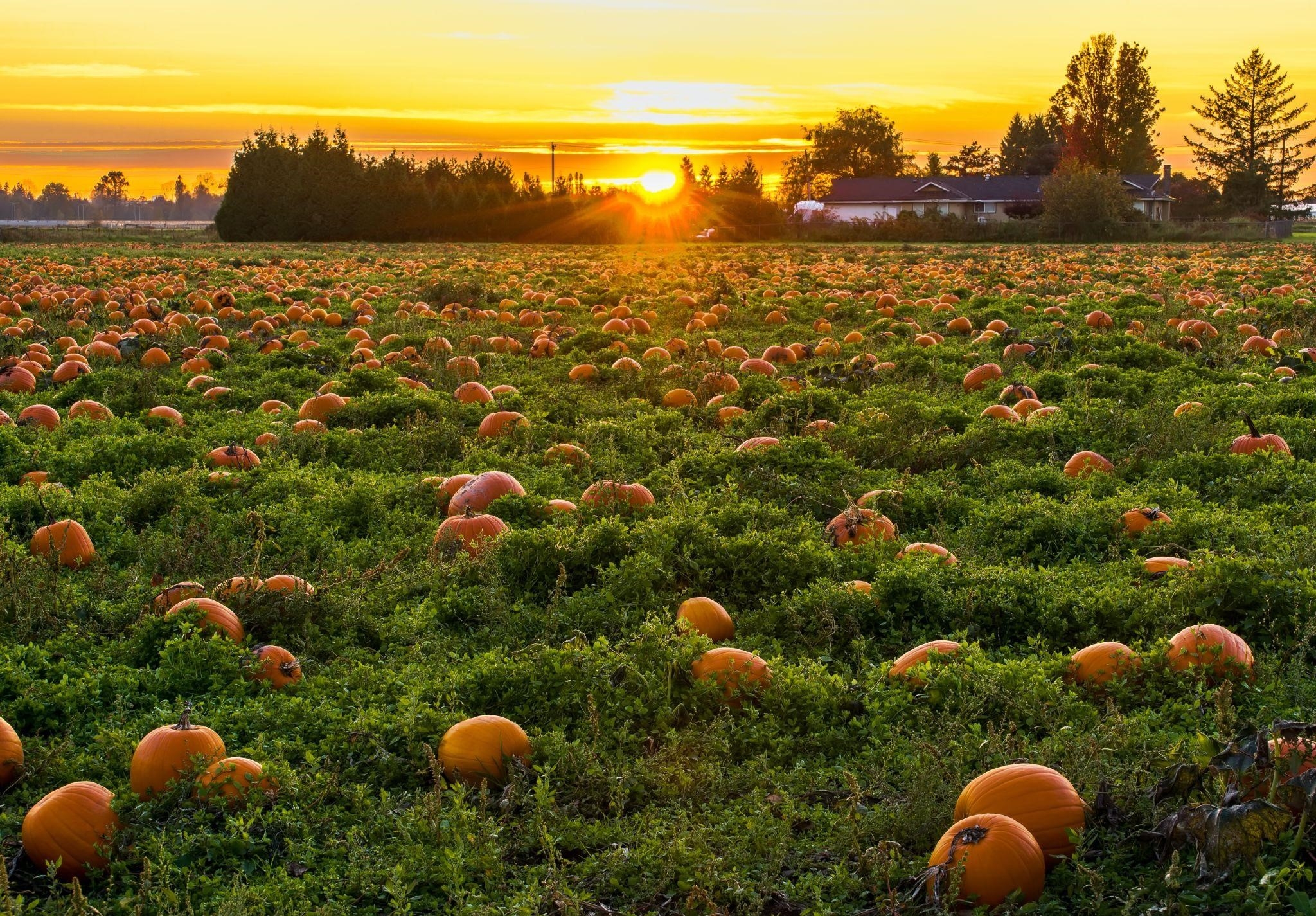 pumpkin patch for fall festival