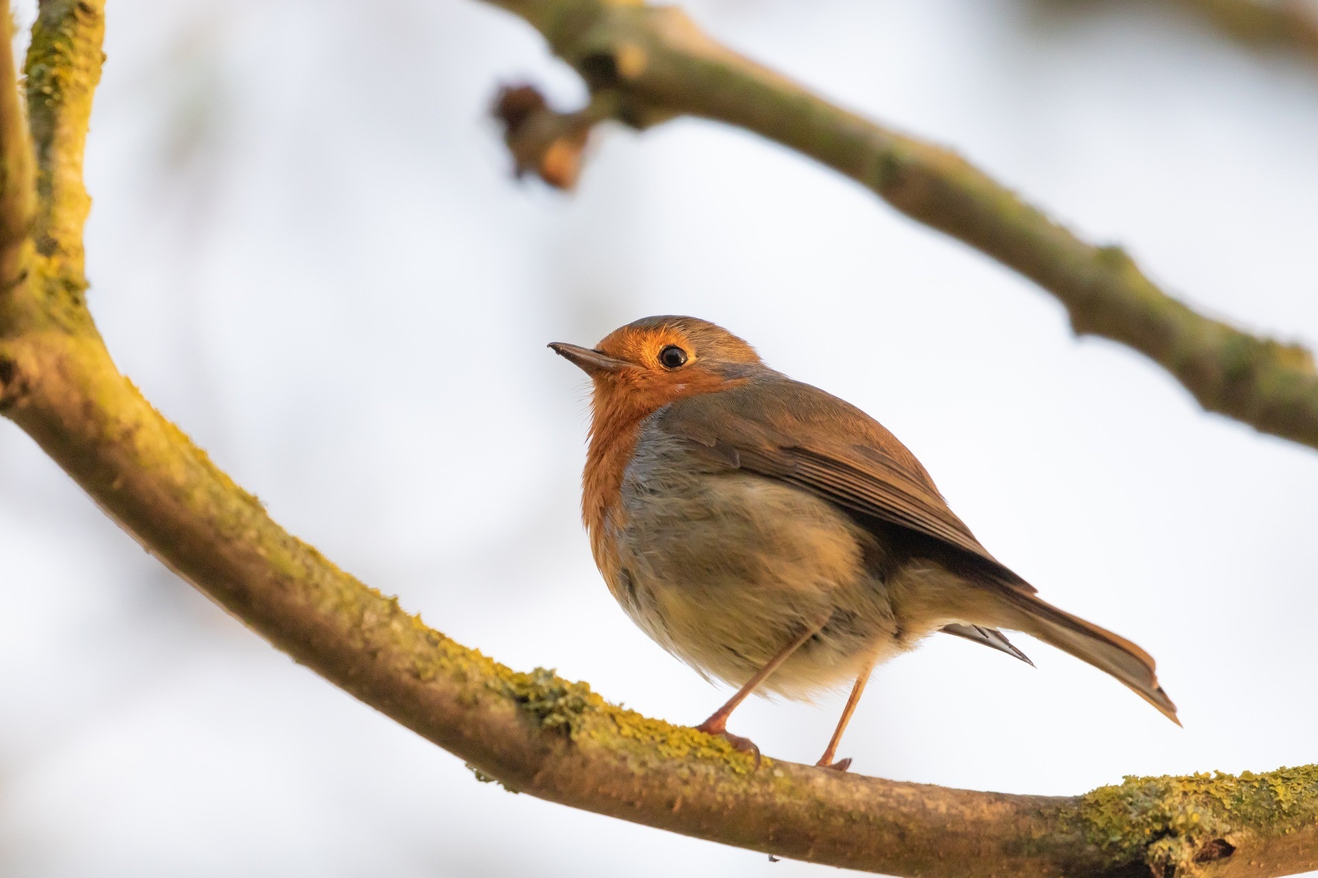 clear view of bird on branch